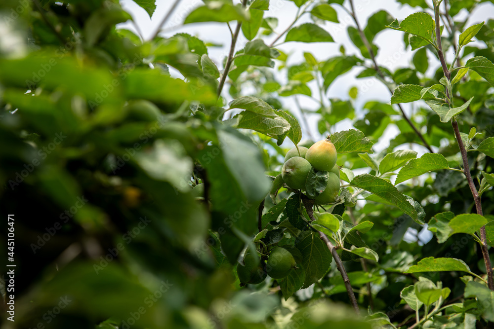 apple tree with young fruits on a summer day, gardening and agriculture apple tree with young fruits on a summer day, gardening and agriculture
