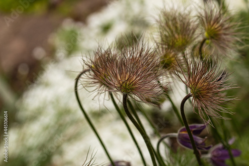 Pulsatilla hairy seed head after flowering. On a semi-white background . With a curved flower stalk in a diagonal line