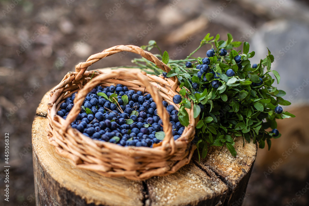 A basket with fresh ripe blueberries and green sprigs with blueberries close-up on a stump.