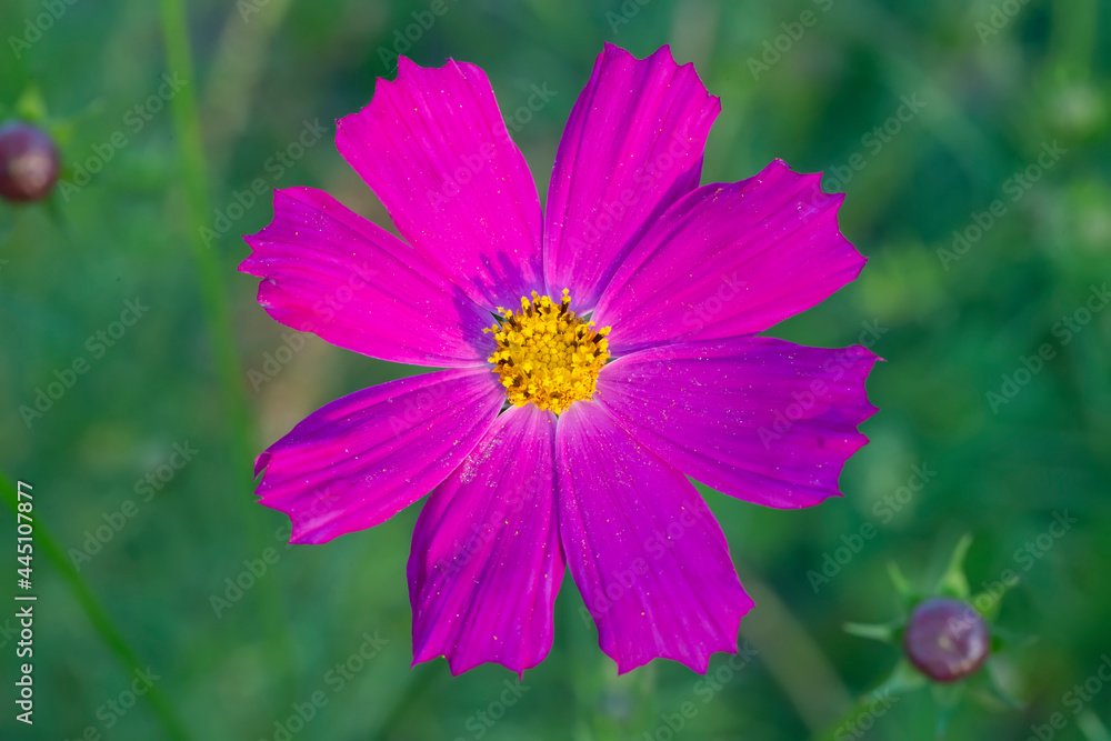 Pink cosmos garden flower on green background