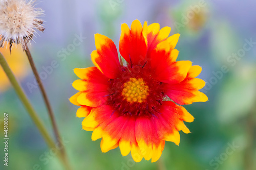 Red flower with a yellow heart and petals on a green background.