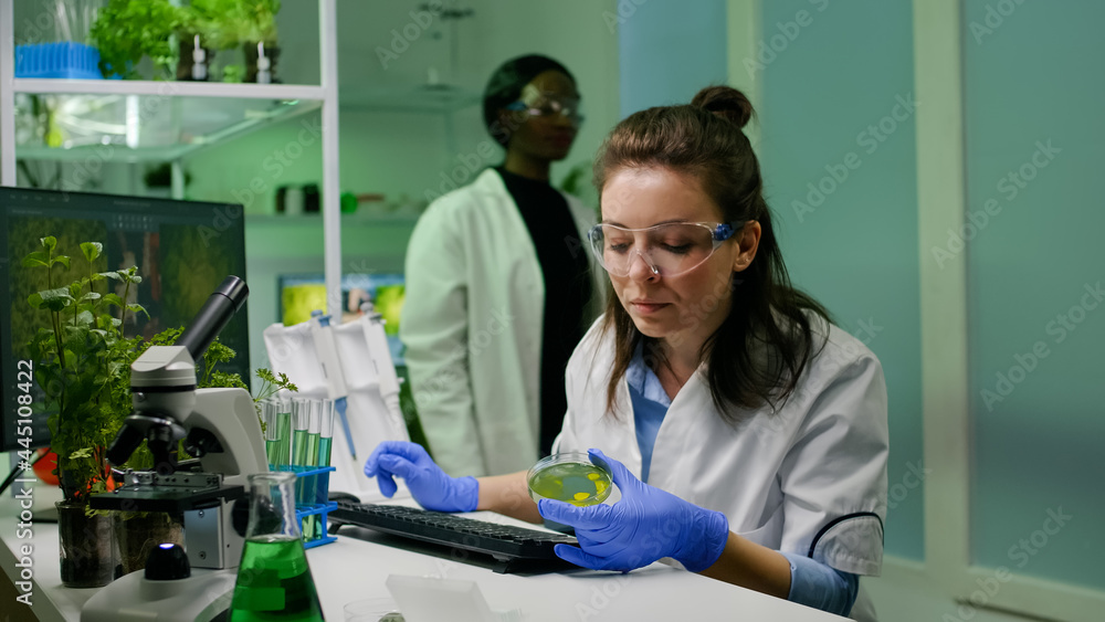 Fototapeta premium Chemist scientist taking dna solution from test tube with micropipette putting in petri dish checking biology expertise. Biologist specialist researcher working in biotechnology laboratory