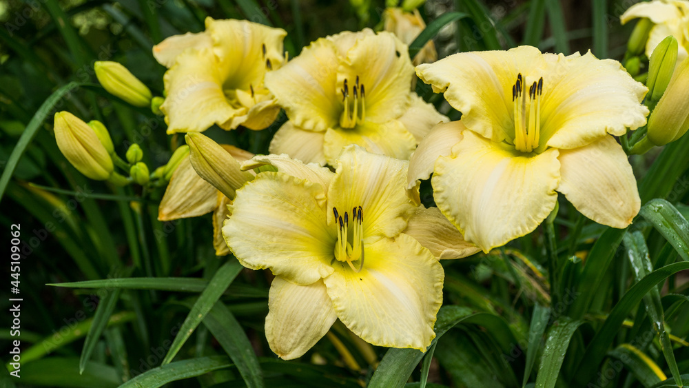 Lilia ogrodowa Azjatycka żółta, kwitnie w lecie - obrazy, fototapety, plakaty 
