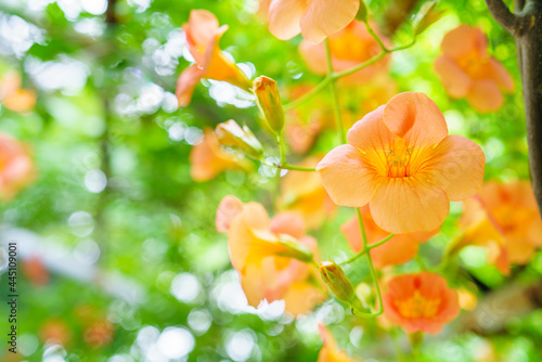オレンジのノウゼンカズラ / 凌霄花、Campsis grandiflora/夏の蔓性植物