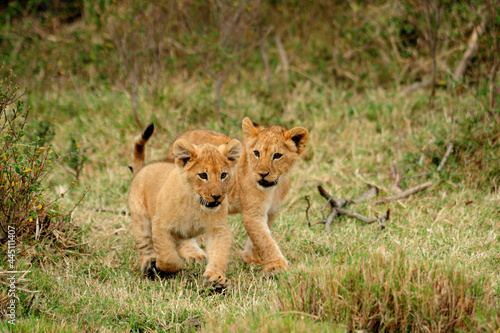 Fototapeta Naklejka Na Ścianę i Meble -  Lion cub running in the Masai Mara Game Reserve in Kenya