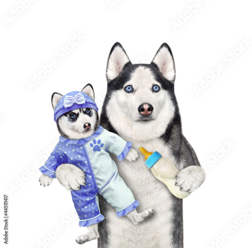 A dog husky holds its puppy dressed in a blue bodysuit baby and feeds it with milk. White background. Isolated.