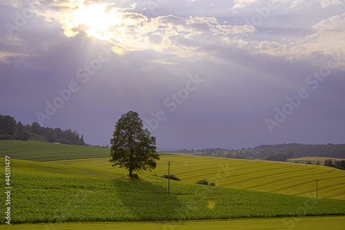 Baum im Feld bei bewölktem Himmel und Sonnenstrahlen durch Wolkenloch