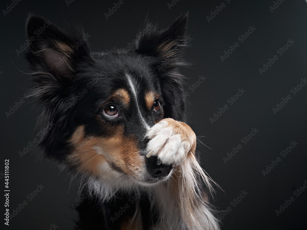 Funny expression dog. border collie on a black background Funny expression dog. border collie on a black background