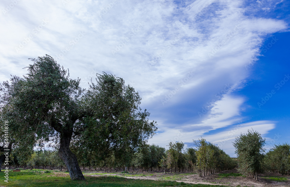 Olivares de la comarca de Reus, Tarragona, Catalunya. Olivares de la comarca de Reus, Tarragona, Catalunya.