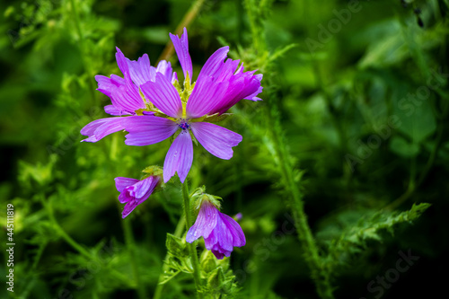 Blaue Blume vor grüner Wiese