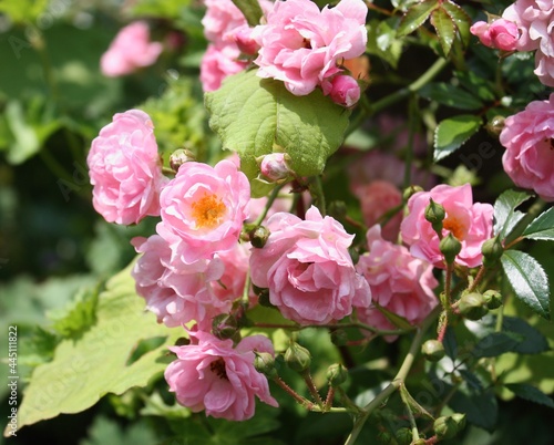 pink roses natural flowers garden spring