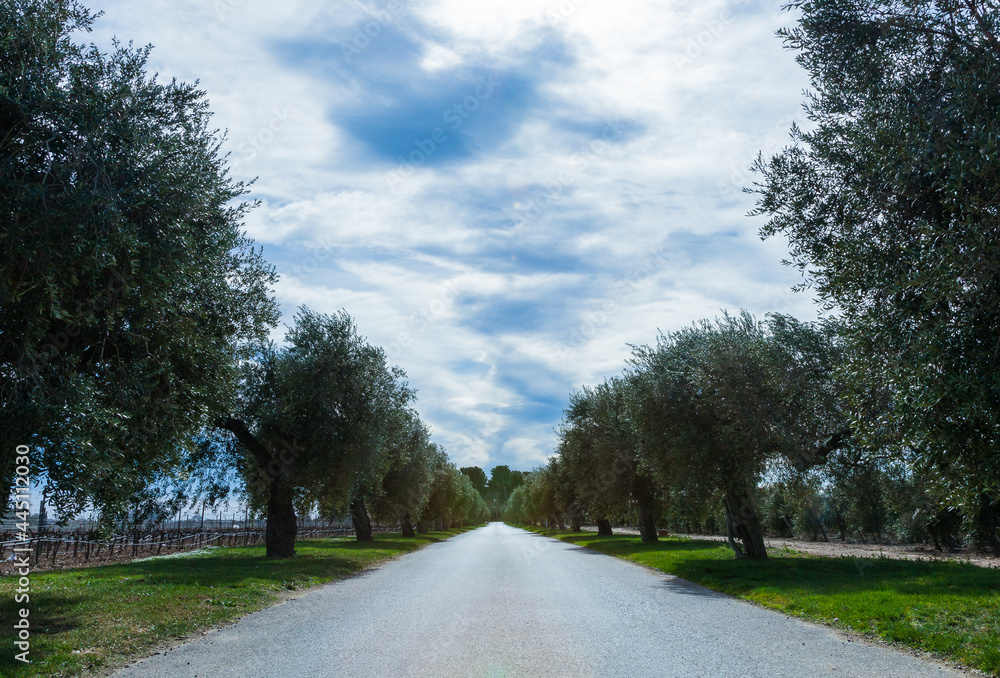Olivares de la comarca de Reus, Tarragona, Catalunya. Olivares de la comarca de Reus, Tarragona, Catalunya.