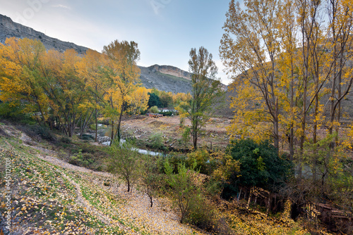 Chopos en otoño en el cañón del rio Riaza. Segovia. España. Europa.