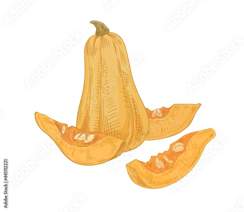 Whole butternut squash and cut sweet pieces of pumpkin with seeds. Realistic ...