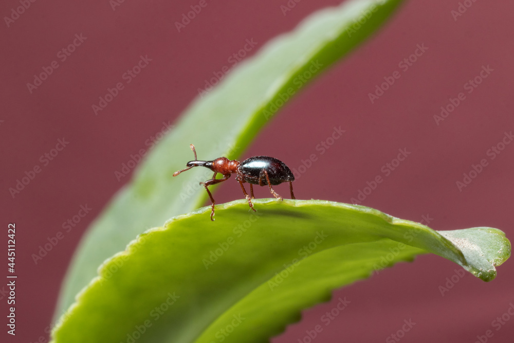 Fototapeta premium Sweet Potato Weevil sitting on leaf