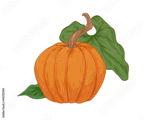 Autumn orange pumpkin with peduncle and green leaf. Vintage drawing of fall round-shaped squash. Realistic detailed gourd. Hand-drawn vector illustration of whole pumkin isolated on white background