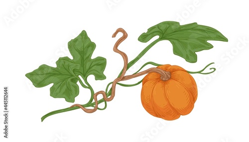 Ripe orange round pumkin growing with green leaves. Ripened autumn harvest. F...