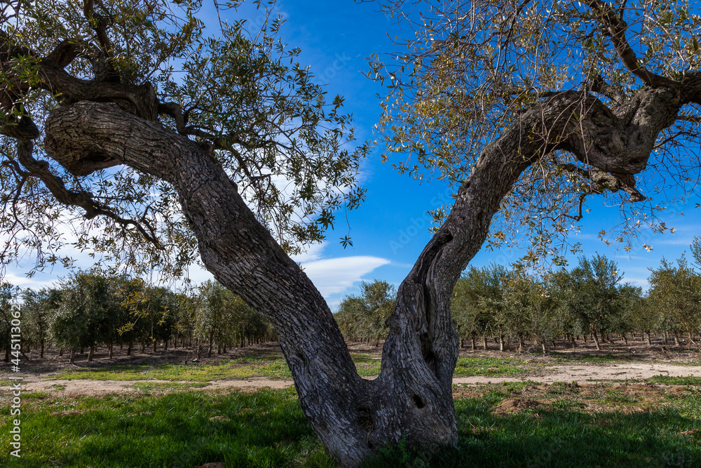 Olivares de la comarca de Reus, Tarragona, Catalunya. Olivares de la comarca de Reus, Tarragona, Catalunya.
