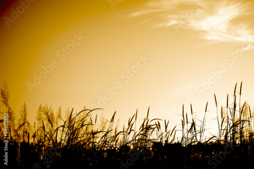 Feather Pennisetum with sun set. mission grass flowers meadow on sunrise background. free space outdoor nature landscape daytime. autumn or winter season, new beginning concept.