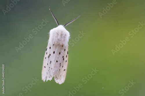 Weiße Tigermotte (Spilosoma lubricipeda photo