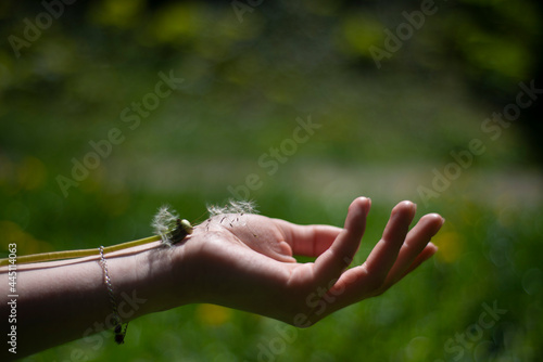 dandelion on the girl's wrist, green background of grass and spring plants, a feeling of lightness of fluffy tenderness, fragility and transience of nature and human life © Olga Mykovych