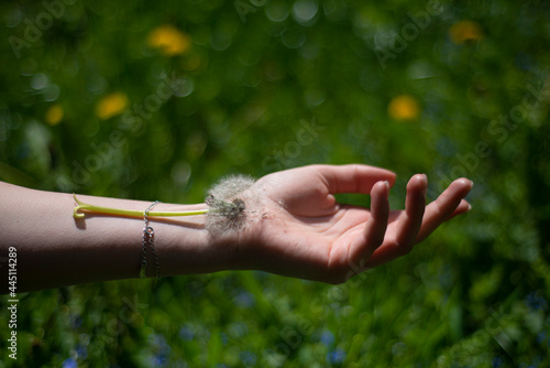 dandelion on the girl's wrist, green background of grass and spring plants, a feeling of lightness of fluffy tenderness, fragility and transience of nature and human life