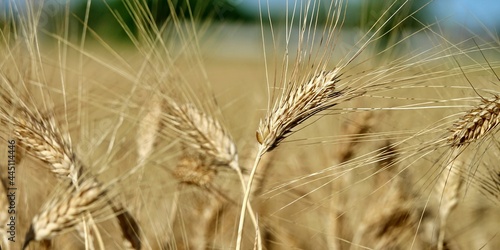 close up of a ripe ears of organic wheat in a field ready to be harvested