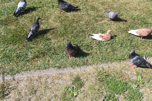 Pigeons on green grass