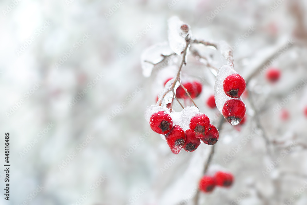 Winter red berries on a white snowy background with copy space.