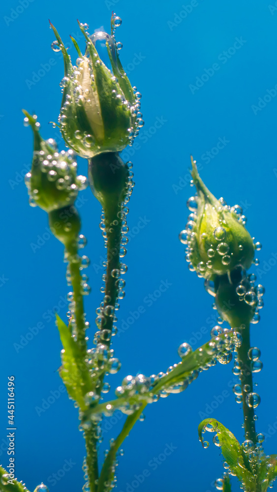 Obraz premium white rose underwater with air bubbles on a blue background