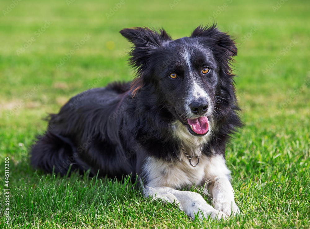Friendly border collie dog lying down and smiling with funny ears