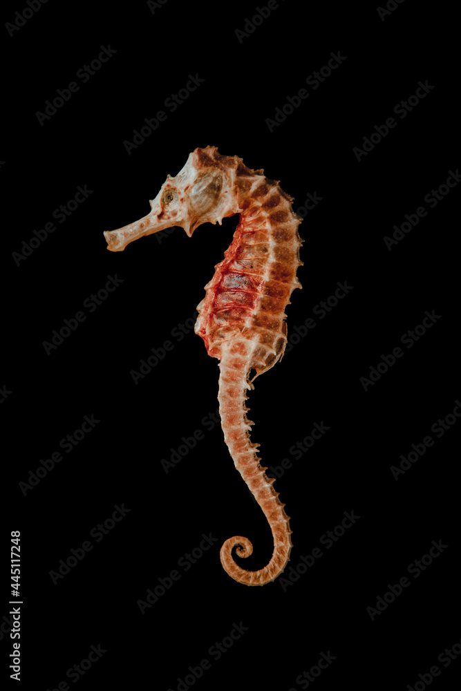 Dried seahorse skeleton on a black background - obrazy, fototapety, plakaty 