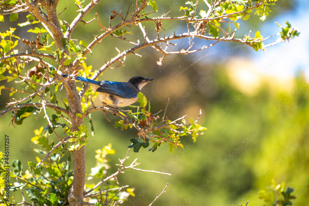 Obraz premium Western Scrub Jay (Aphelocoma Californica) sits on a branch.