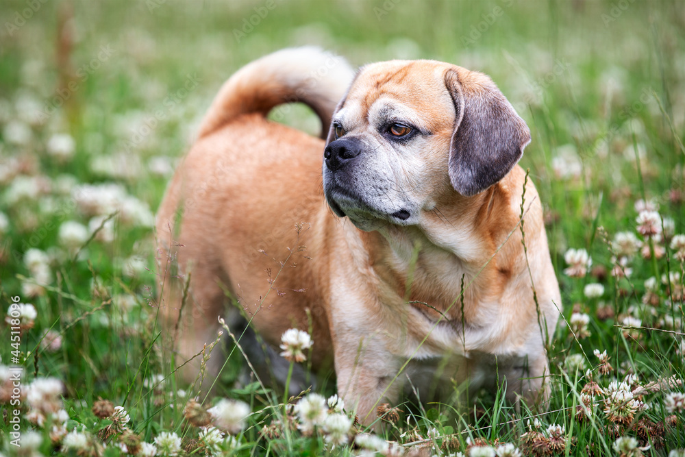Strong puggle pug and beagle cross breed standing in clover field with flowers