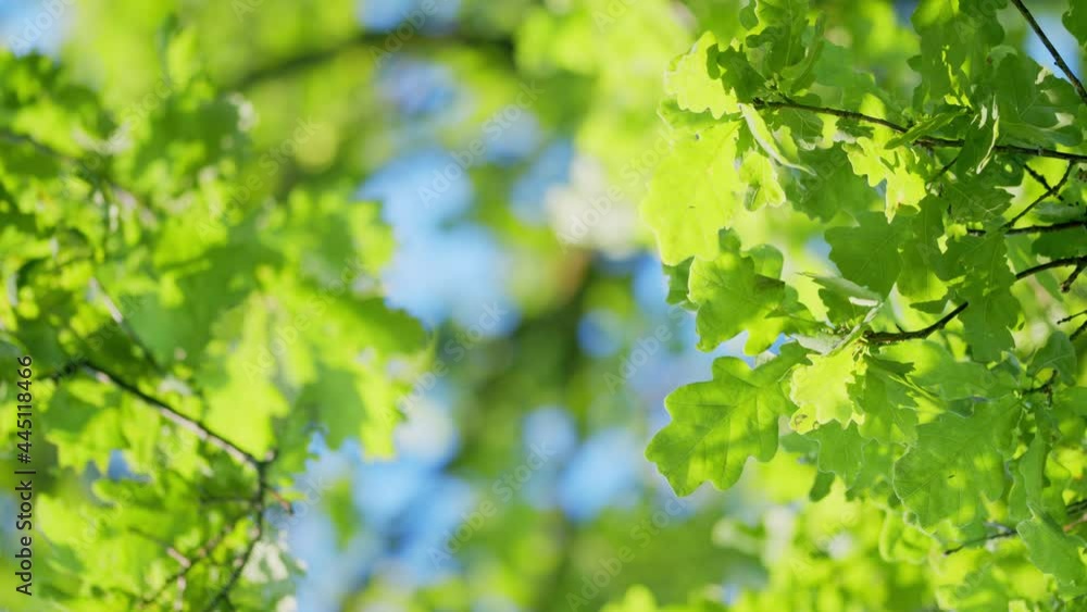 Branch on tree sun rays light. Nature background. Spring young foliage. Ecology, climate change. Branch on tree sun rays light. Nature background. Spring young foliage. Ecology, climate change.