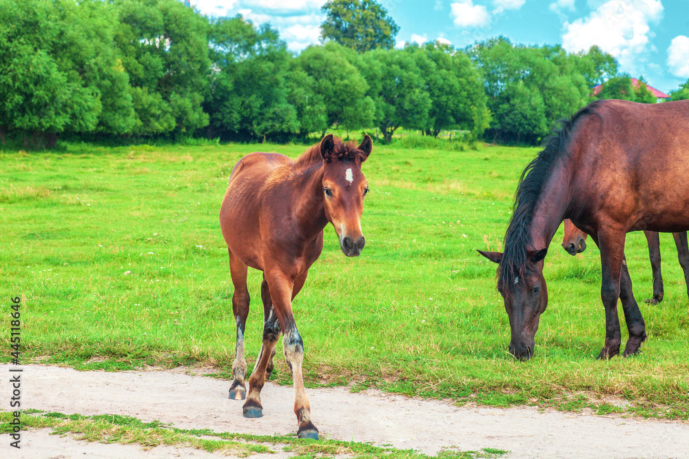 Brown foal and herd of horses grazing on green field Brown foal and herd of horses grazing on green field