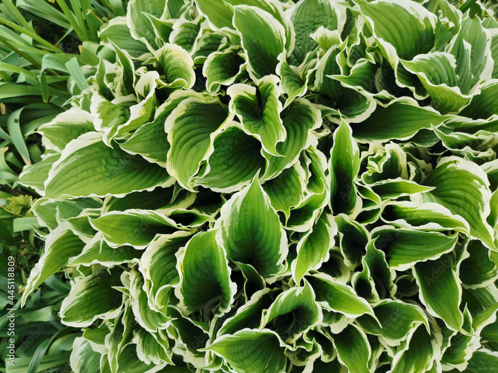 Large green hosta leaves with a white border, top view, in the Botanical garden of St. Petersburg. Large green hosta leaves with a white border, top view, in the Botanical garden of St. Petersburg.