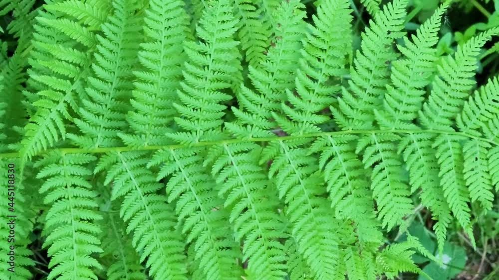 close-up texture of fern leaf, Nature background in sunlight. Fern leaves sway in the wind close-up texture of fern leaf, Nature background in sunlight. Fern leaves sway in the wind