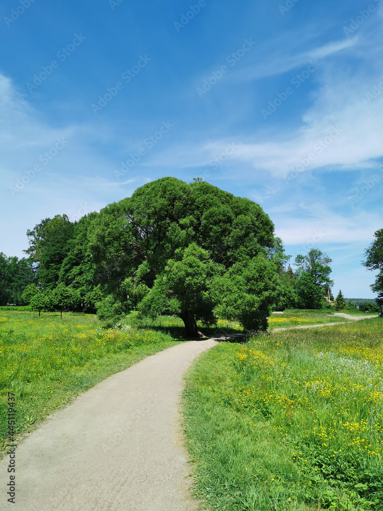 Gravel road past a large tree, among wildflowers in the Monrepos Park of the city of Vyborg against the background of a blue sky with clouds.