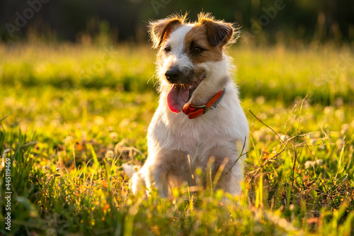 Purebred Jack russell terrier walk outdoors in grass on a sunset, soft sun backlight in a park