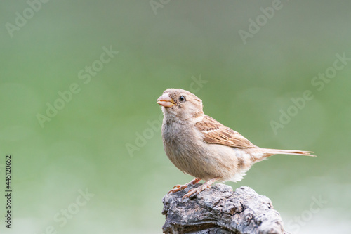House sparrow Passer domesticus in the habitat
