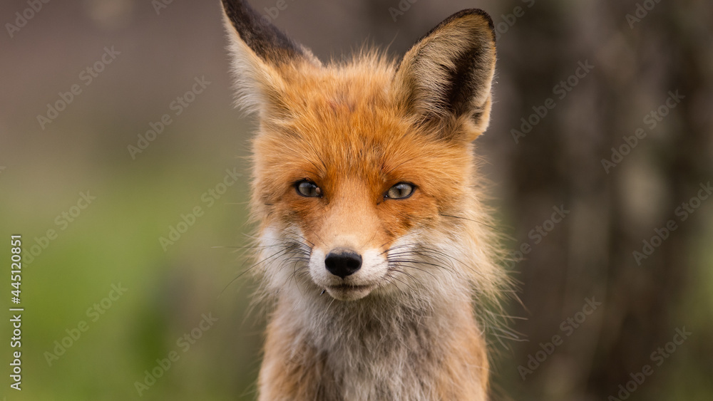 Portrait of a red fox Vulpes vulpes in the wild, with mite parasite Portrait of a red fox Vulpes vulpes in the wild, with mite parasite