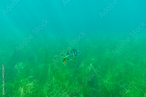 European perch (Perca fluviatilis) swims in shallow water