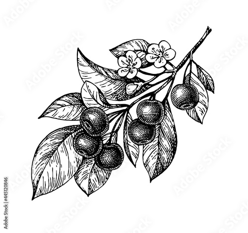 Cherry ink sketch.