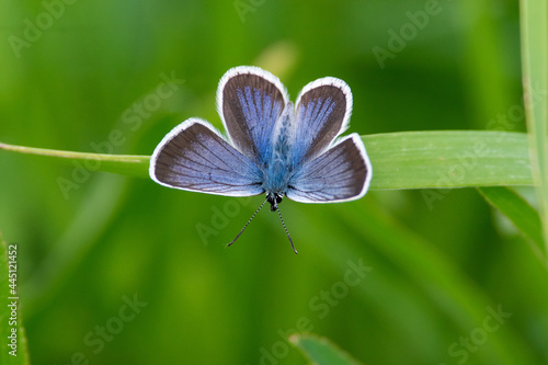 Plebejus argus sit on the flower and grass, summer and spring scene. silver-studded blue butterfly