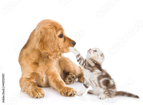 Tiny tabby kitten plays with English Cocker spaniel puppy. isolated on white background