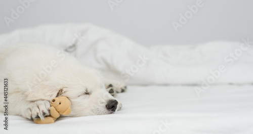 White Swiss Shepherd puppy hugs favorite toy bear and sleeps under white warm blanket on a bed at home. Empty space for text