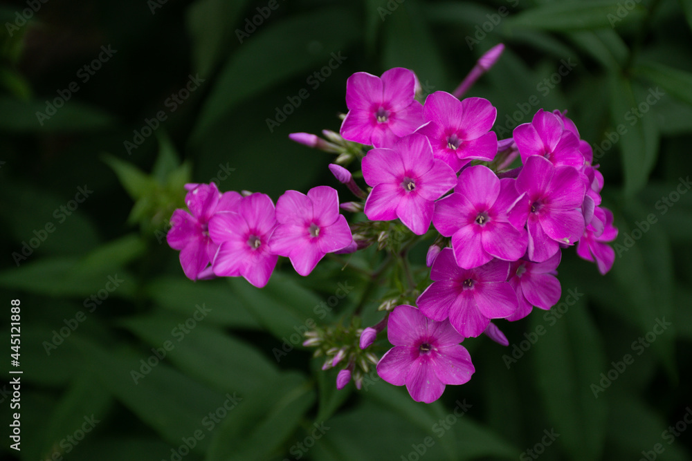 Purple flowers phlox . Flowering branch of purple phlox in the garden. Beautiful natural background, blooming garden Purple flowers phlox . Flowering branch of purple phlox in the garden. Beautiful natural background, blooming garden