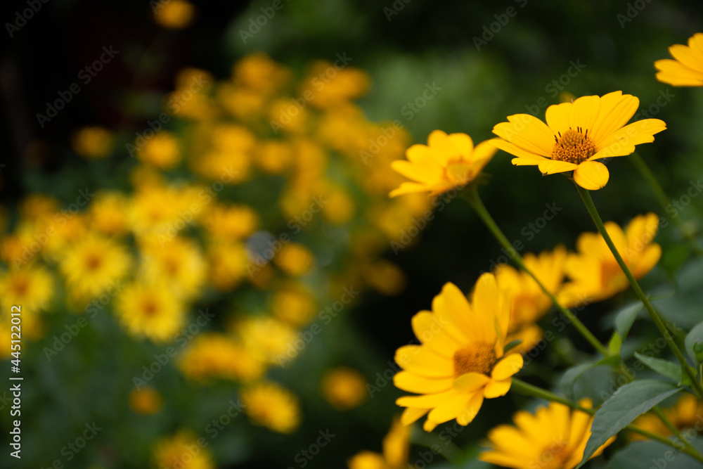 Beautiful fresh bush of yellow chamomile on a green background. Garden in a private house. Selective focus, copy space Beautiful fresh bush of yellow chamomile on a green background. Garden in a private house. Selective focus, copy space