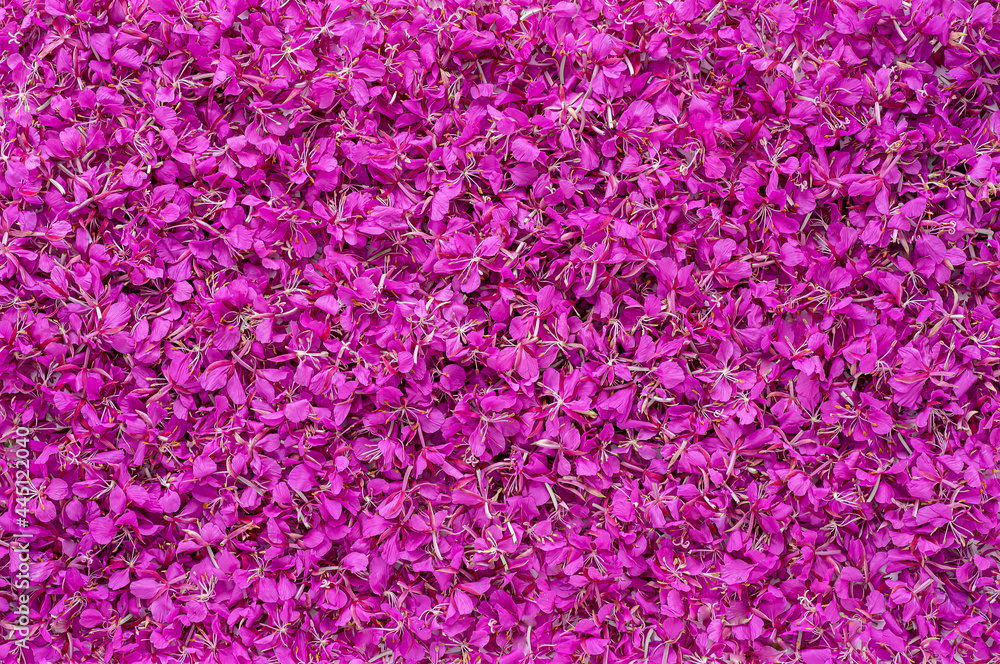 Obraz premium Background photography of Rosebay Willow herb flowers